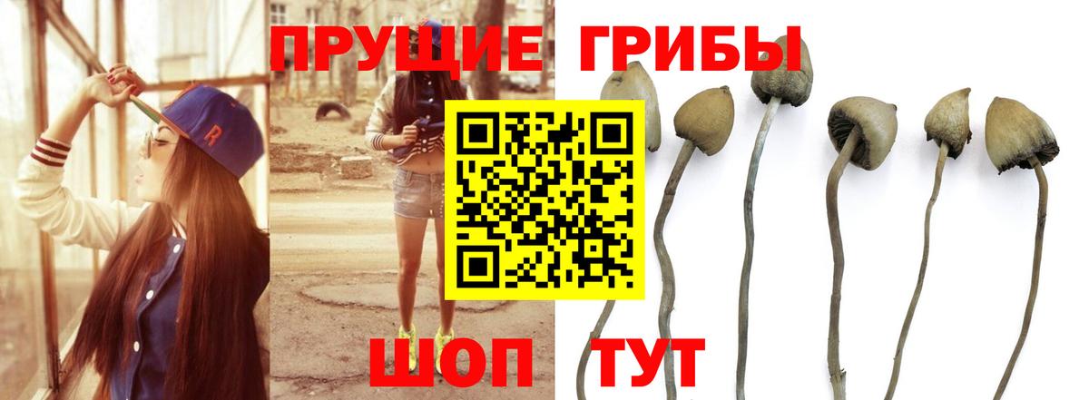 Хасавюрт  Псилоцибиновые грибы MAGIC MUSHROOMS  Вход с VPN 